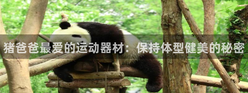 意昂体育3招商电话号码查询：猪爸爸最爱的运动器材：保