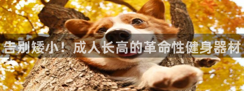 意昂3代理：告别矮小！成人长高的革命性健身器材