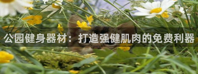 意昂体育3软件：公园健身器材：打造强健肌肉的免费利器
